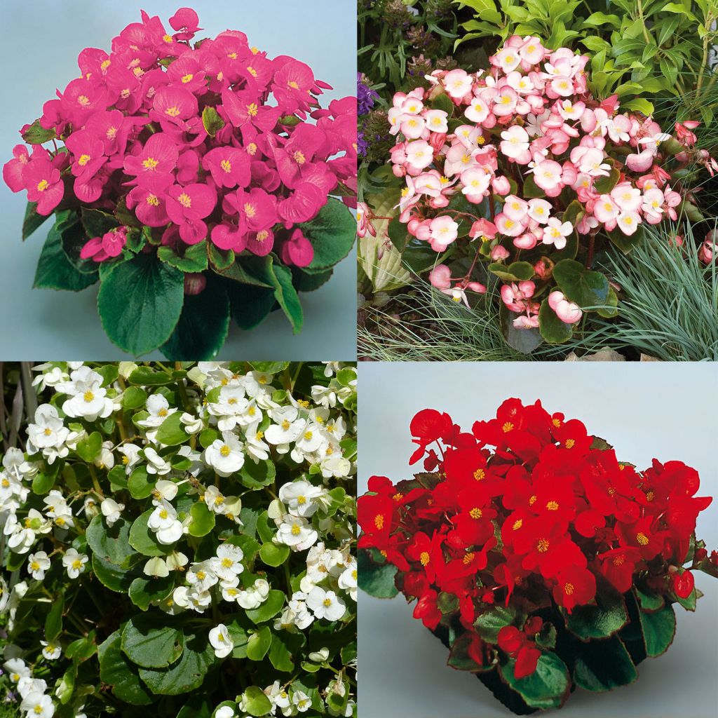 Collection 64 Bégonias à Massif Super Olympia
