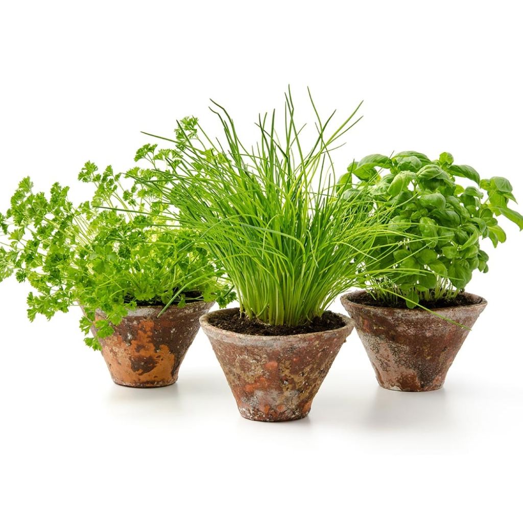Collection De 3 Aromatiques Essentielles