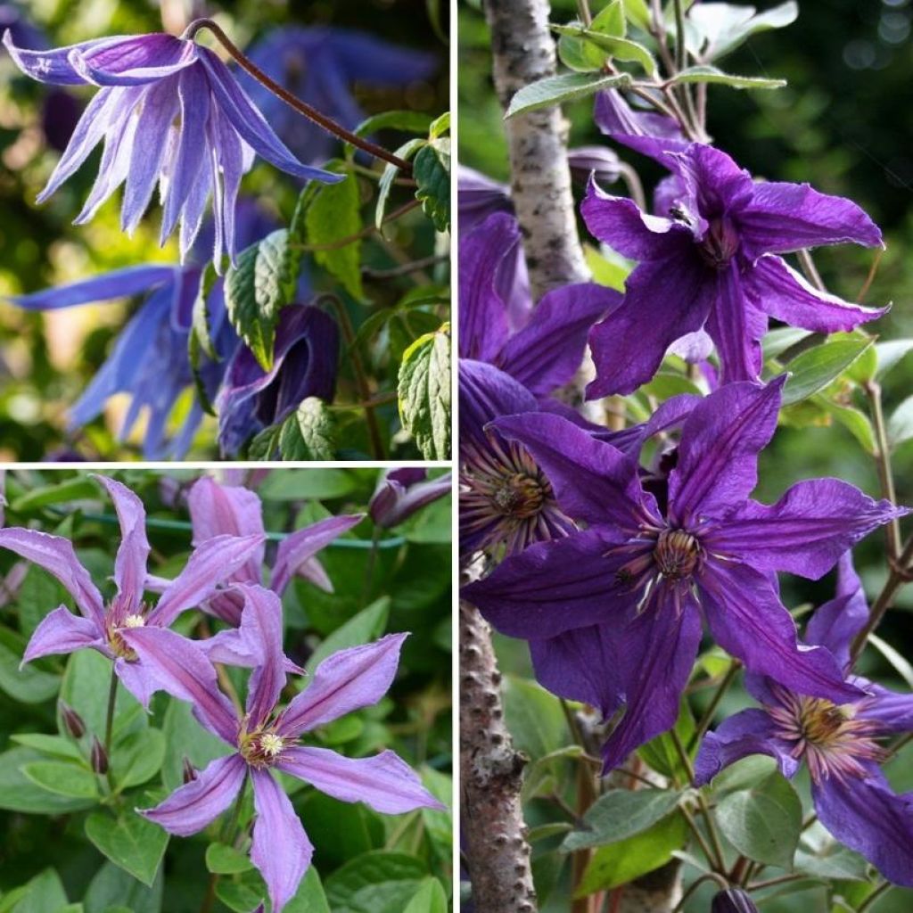 Collection Clématites Résistantes Tons Bleu-violet