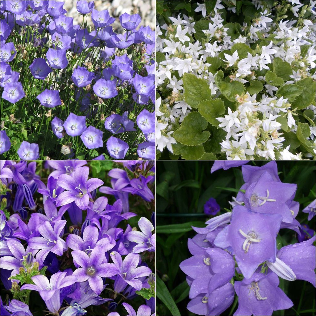 Collection 4 Campanules De Rocaille