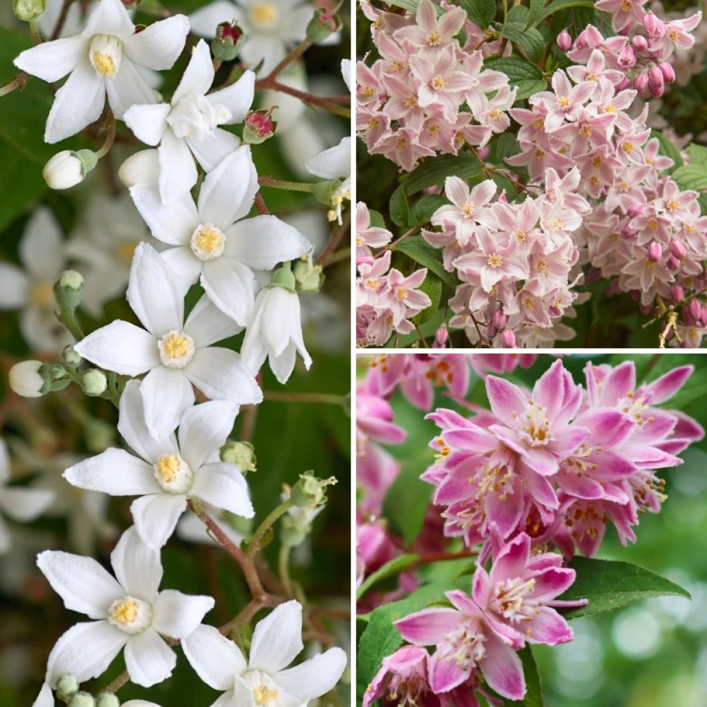 Collection Deutzias Pour Massif Fleuri