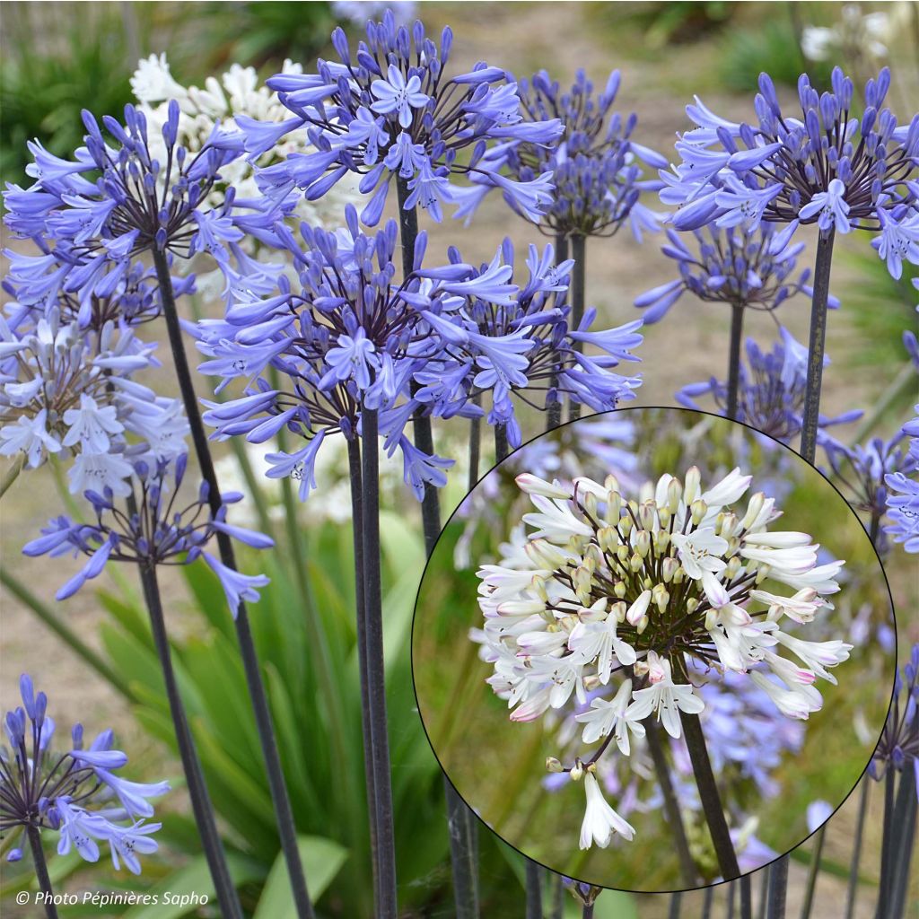 Collection Duo D'agapanthes Graphite