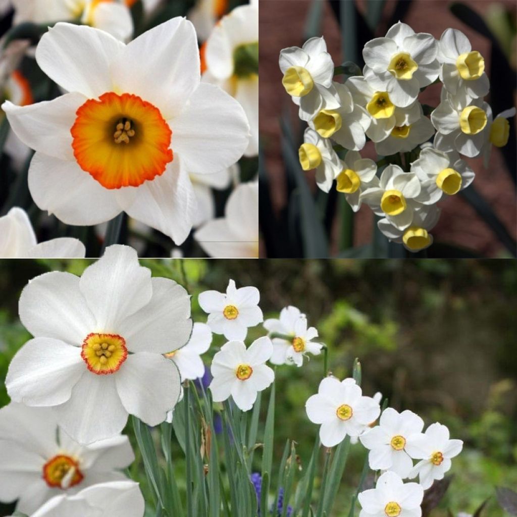 Collection Narcisses Parfumés