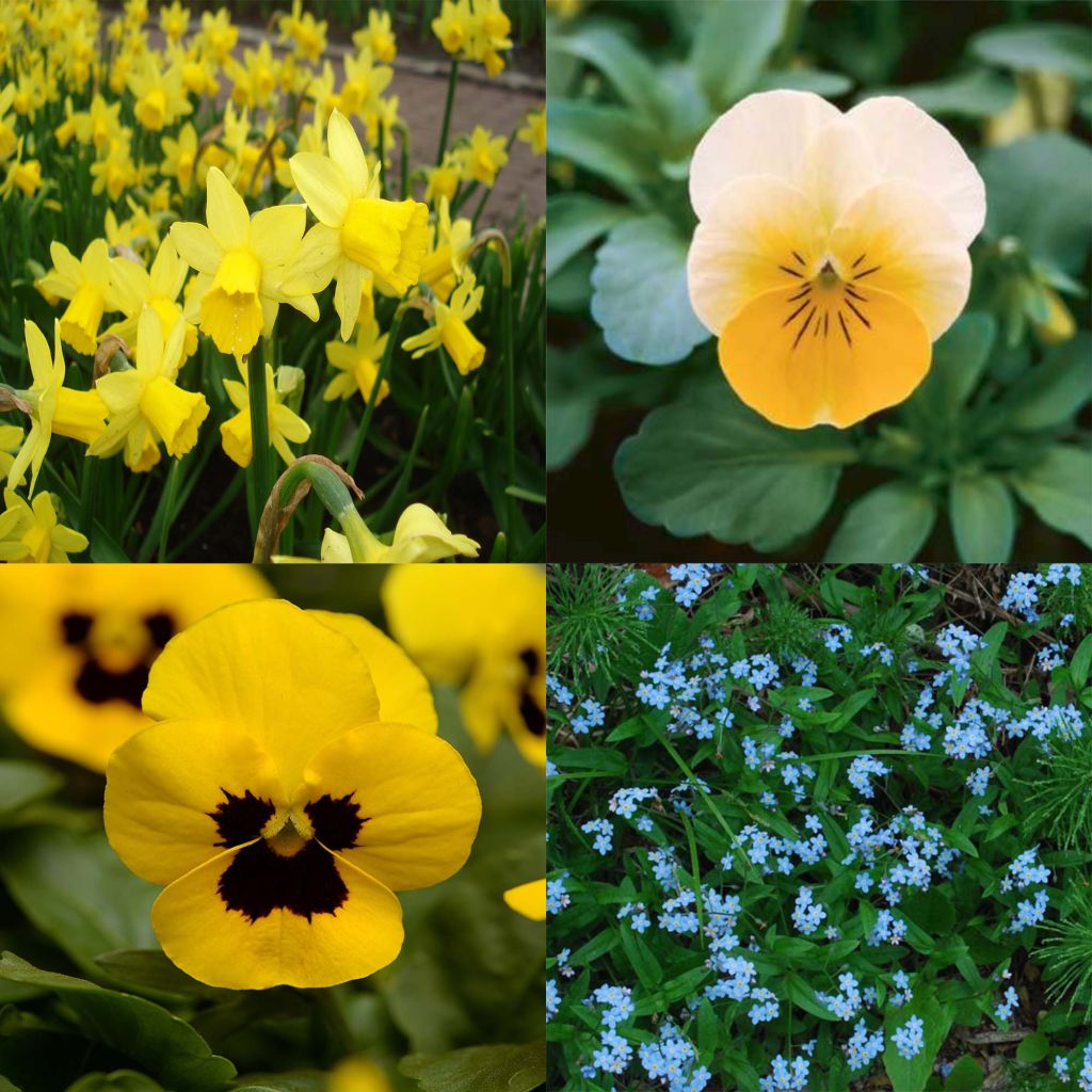 Collection Printemps Bleu Et Jaune