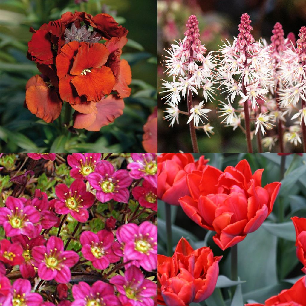 Collection Printemps Rouge Passion
