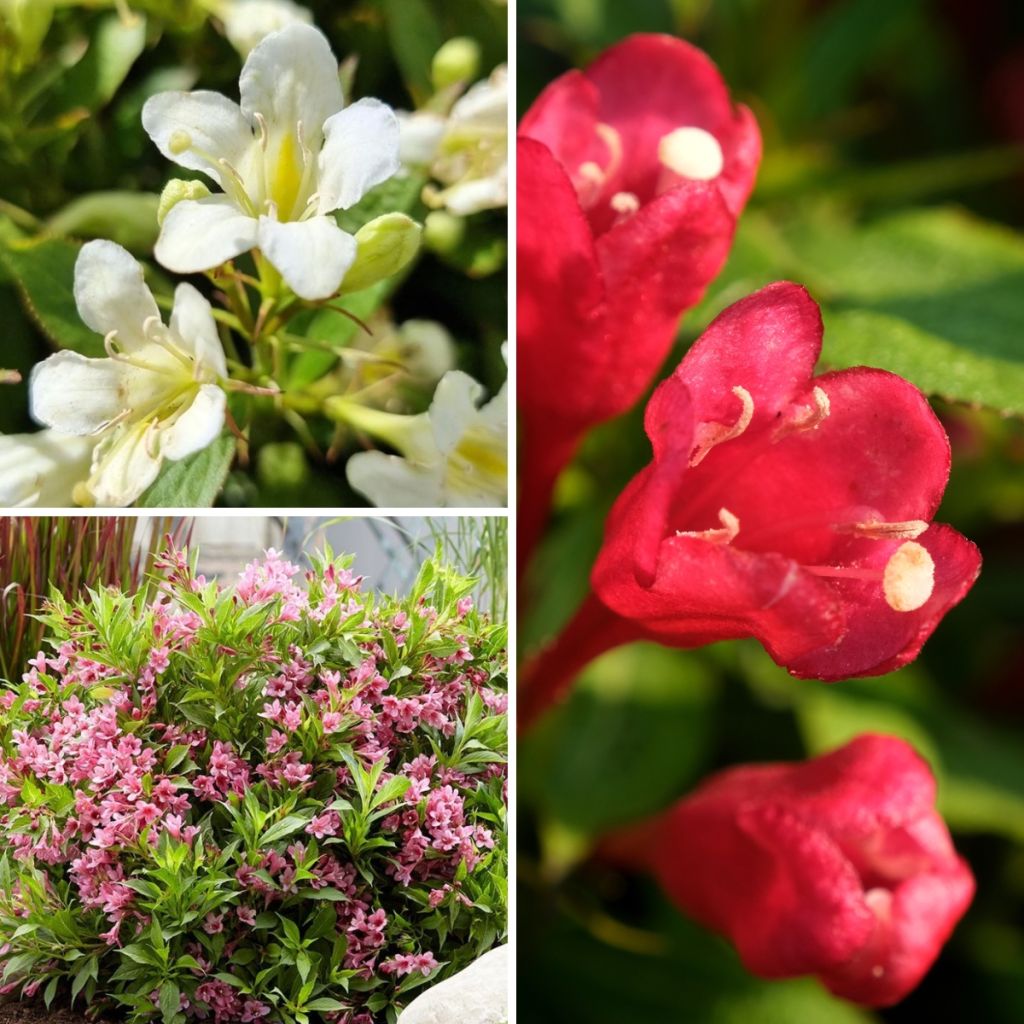 Collection Weigelas Nains
