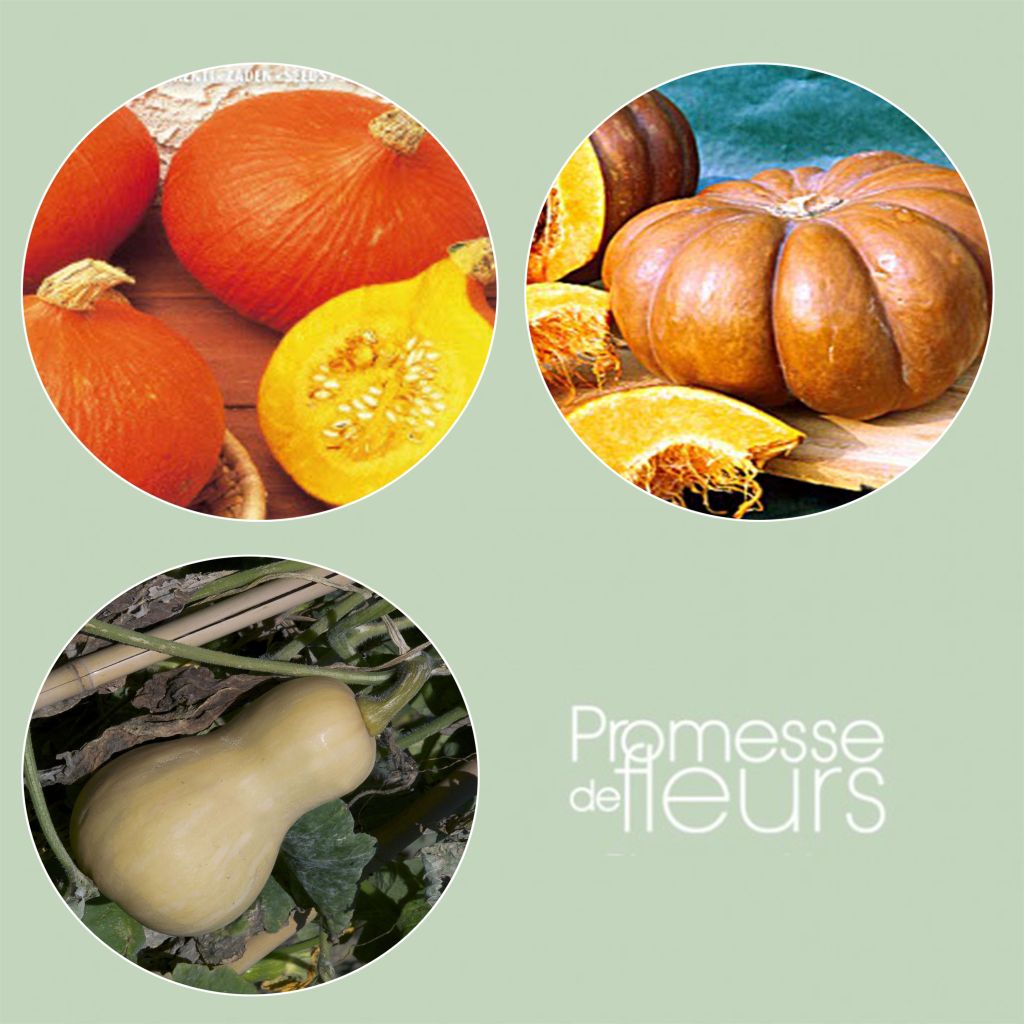 Collection De 3 Courges à Longue Conservation