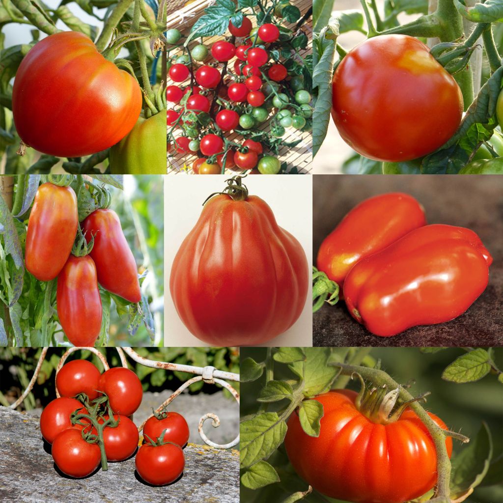 Collection De 8 Tomates De Formes Variées