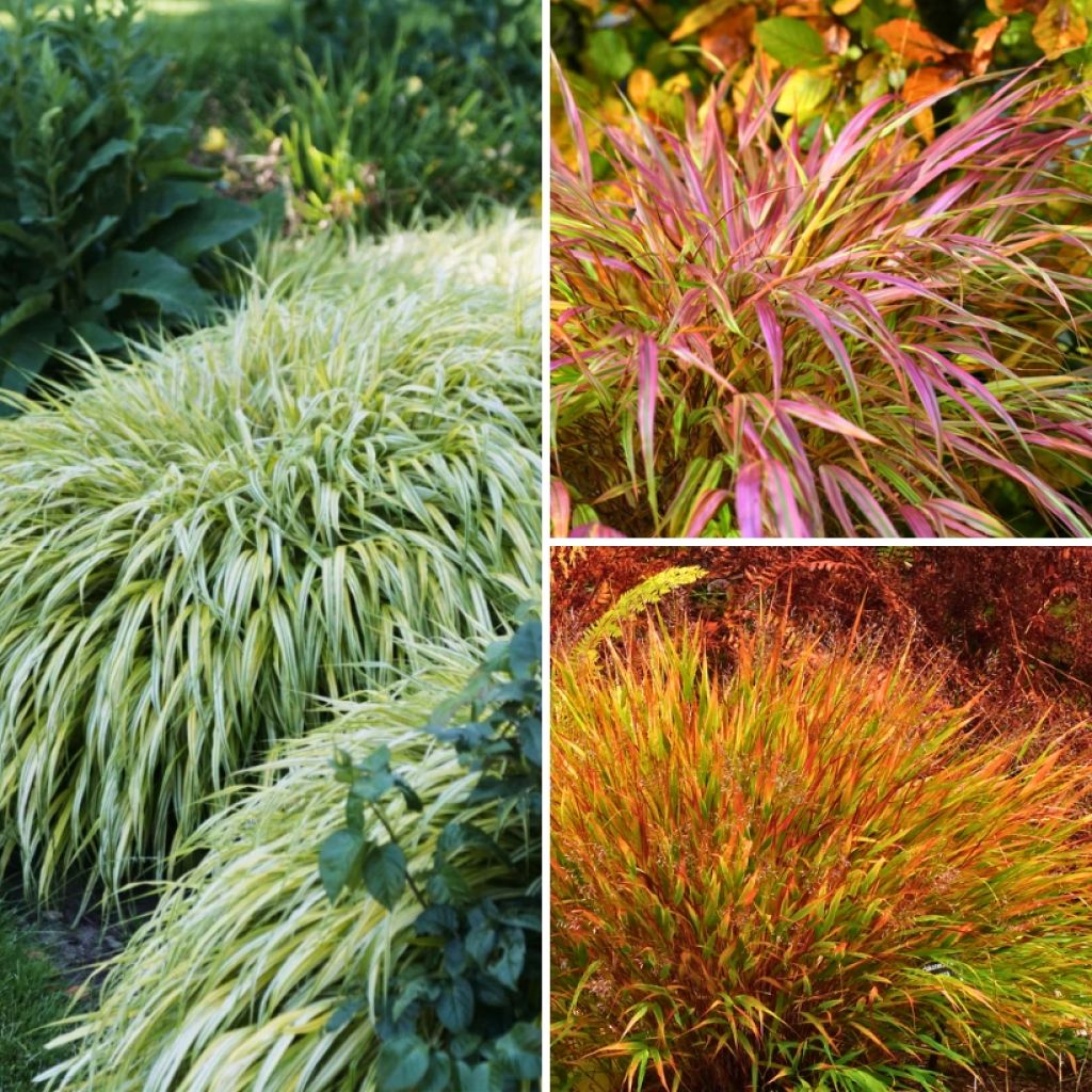 Collection Hakonechloas - Herbes Du Japon