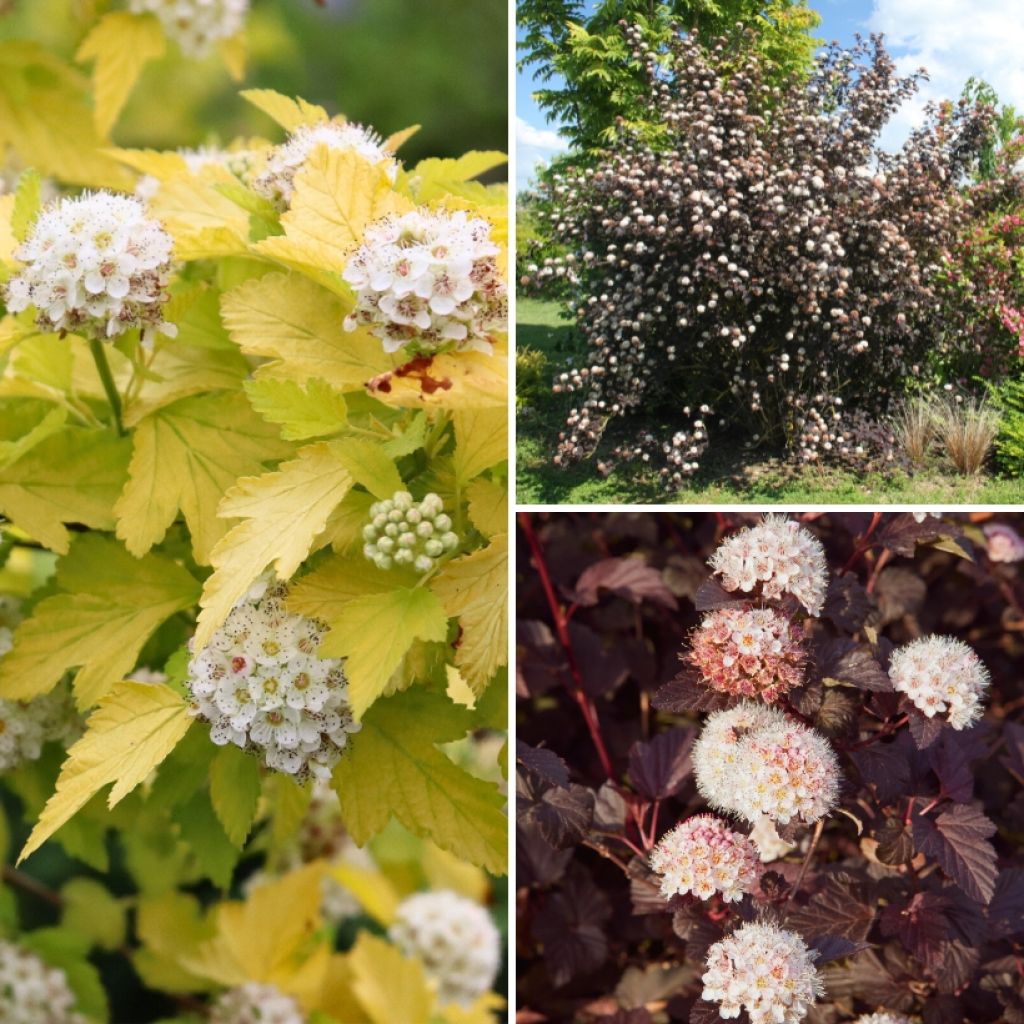 Collection Physocarpus - Feuillages Colorés