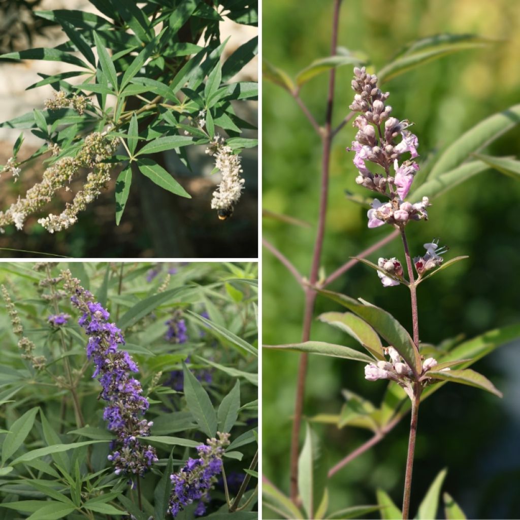 Collection Gatilliers - Vitex Agnus-castus Pour Massif Méditerranéen
