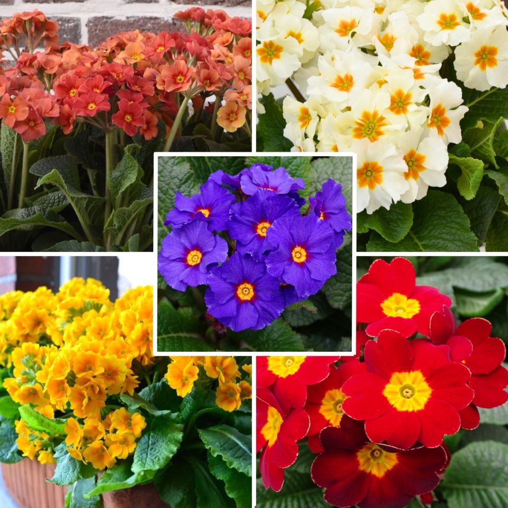 Collection Primevères Des Bois - Primula Elatior