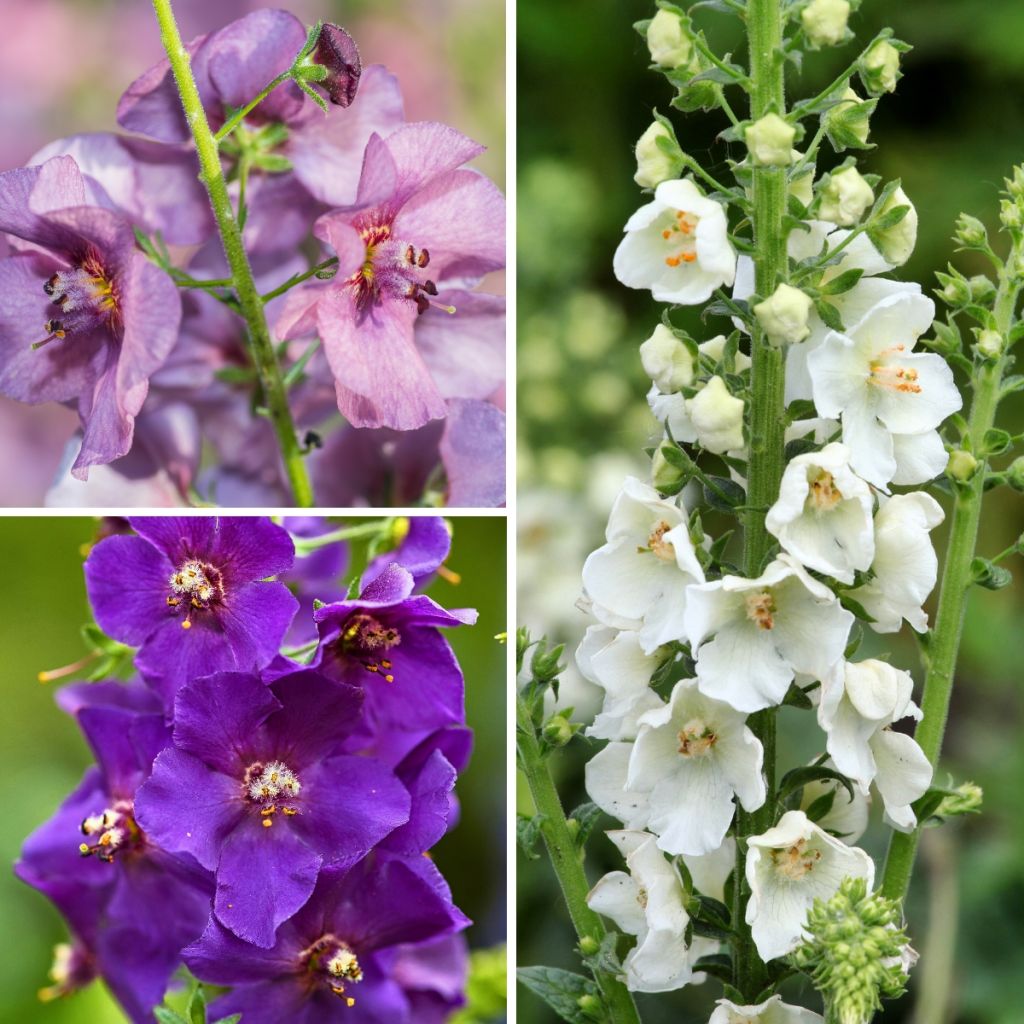 Collection Verbascums Hybrides