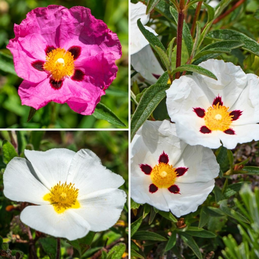 Collection De Cistes Pour Massif Méditerranéen