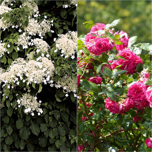 Duo Dentelle - Rosier Laguna + Hortensia Petiolaris