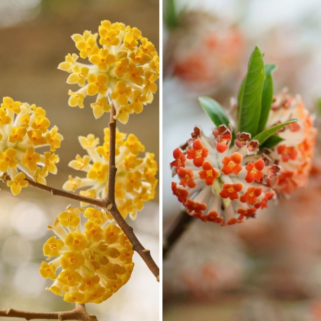 Duo Edgeworthias - Floraison Hivernale