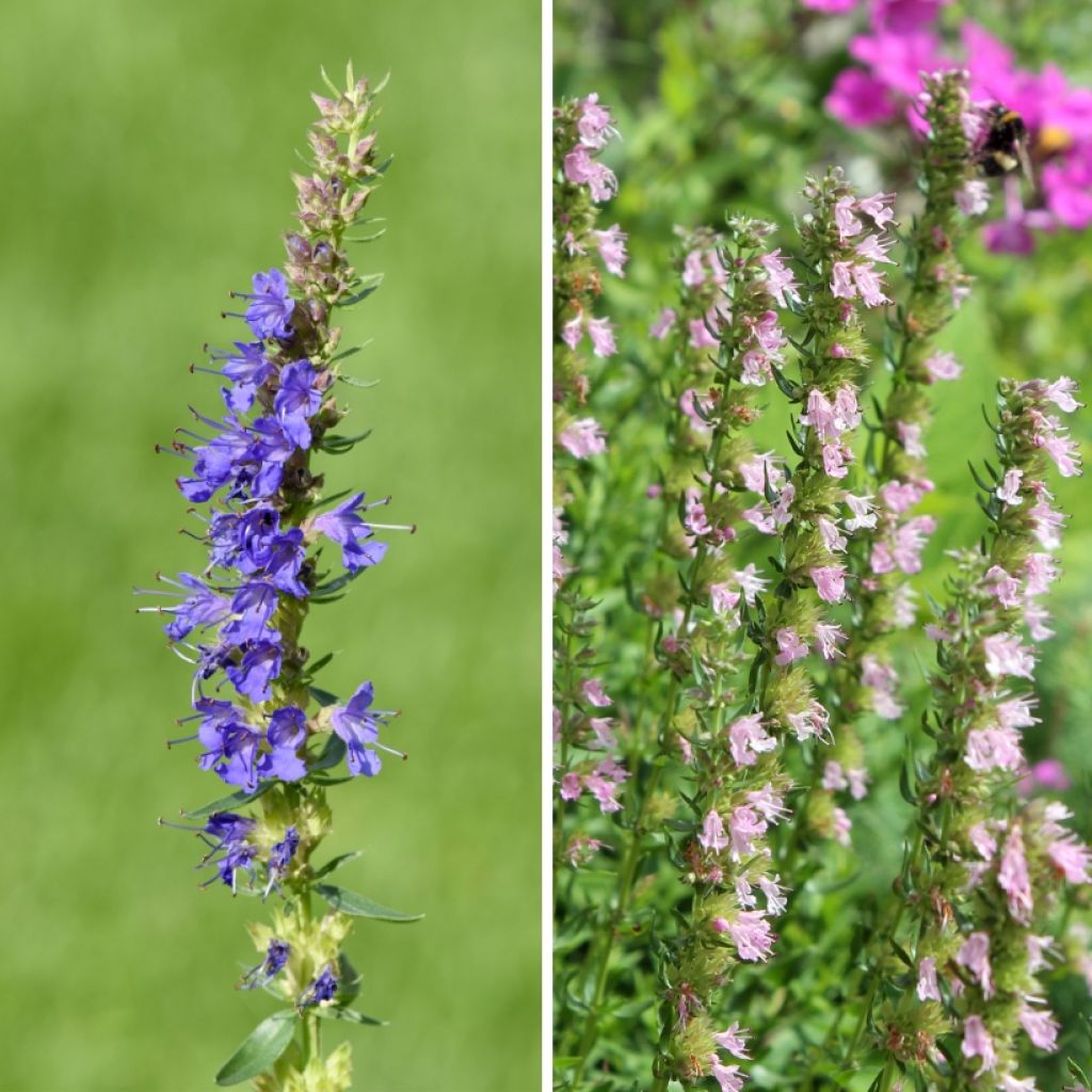 Duo Hysopes Bleu Et Rose