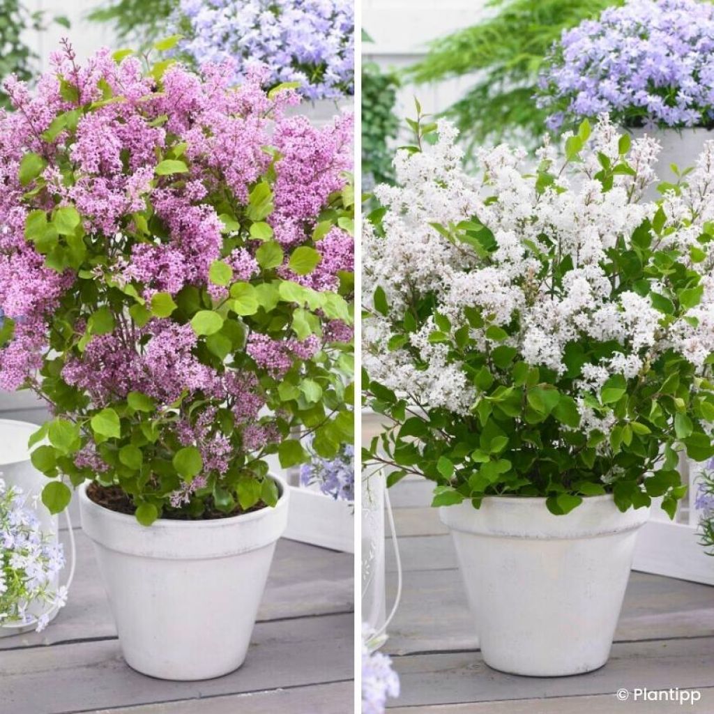 Duo Lilas Nains