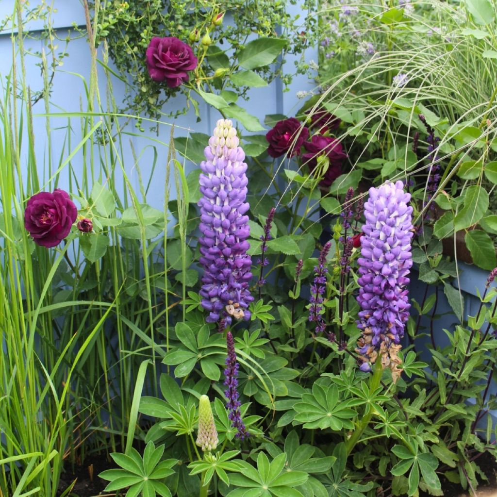 Duo Campagne - Rosier David Austin Munstead Wood Et Lupins Le Gentilhomme (The Governor)