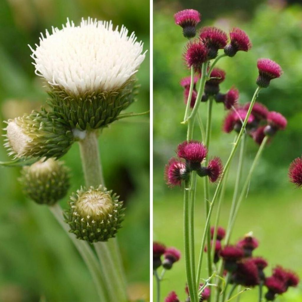 Duo Cirse Des Rives