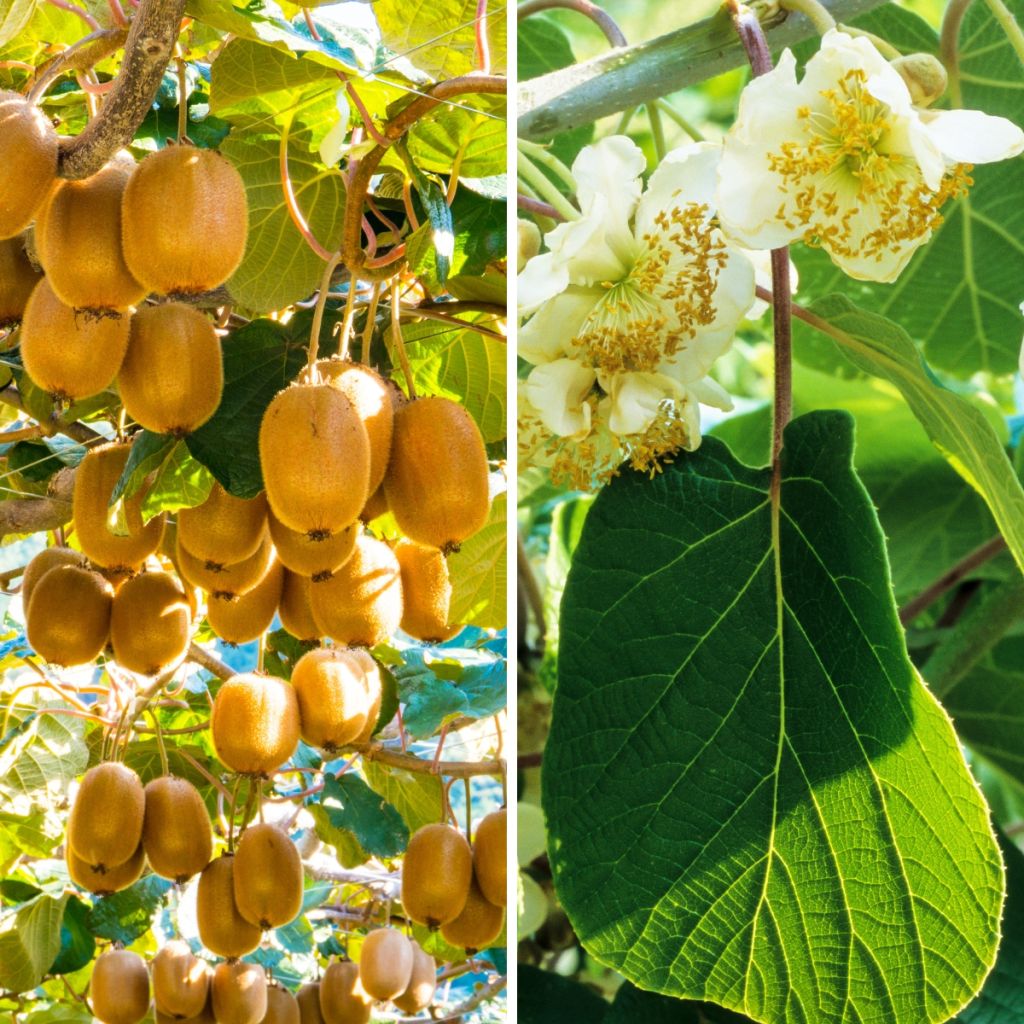 Duo De Kiwi Montcap Pied Femelle Et Tomuri Pied Mâle Pollinisateur