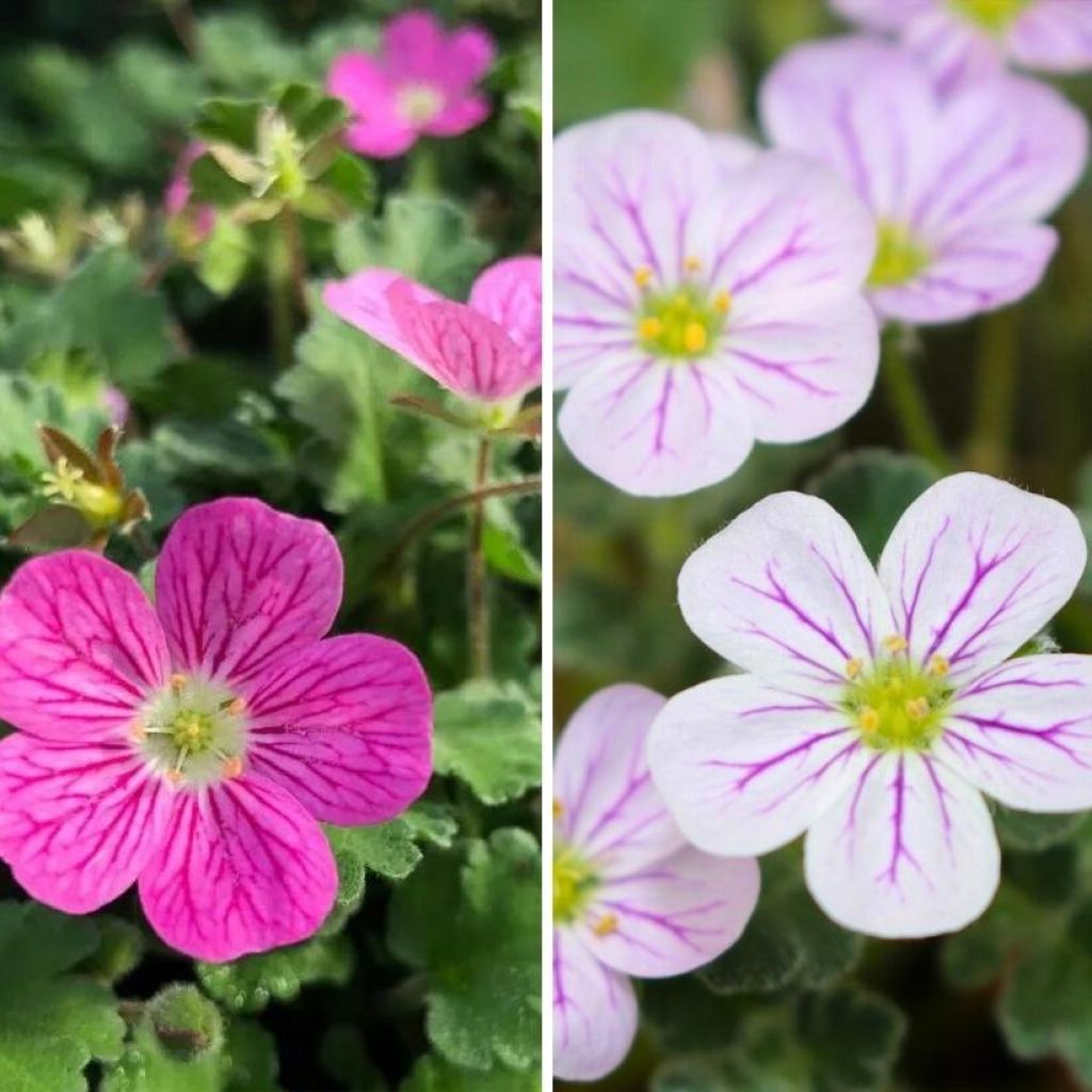 Duo Erodiums Rose Et Blanc