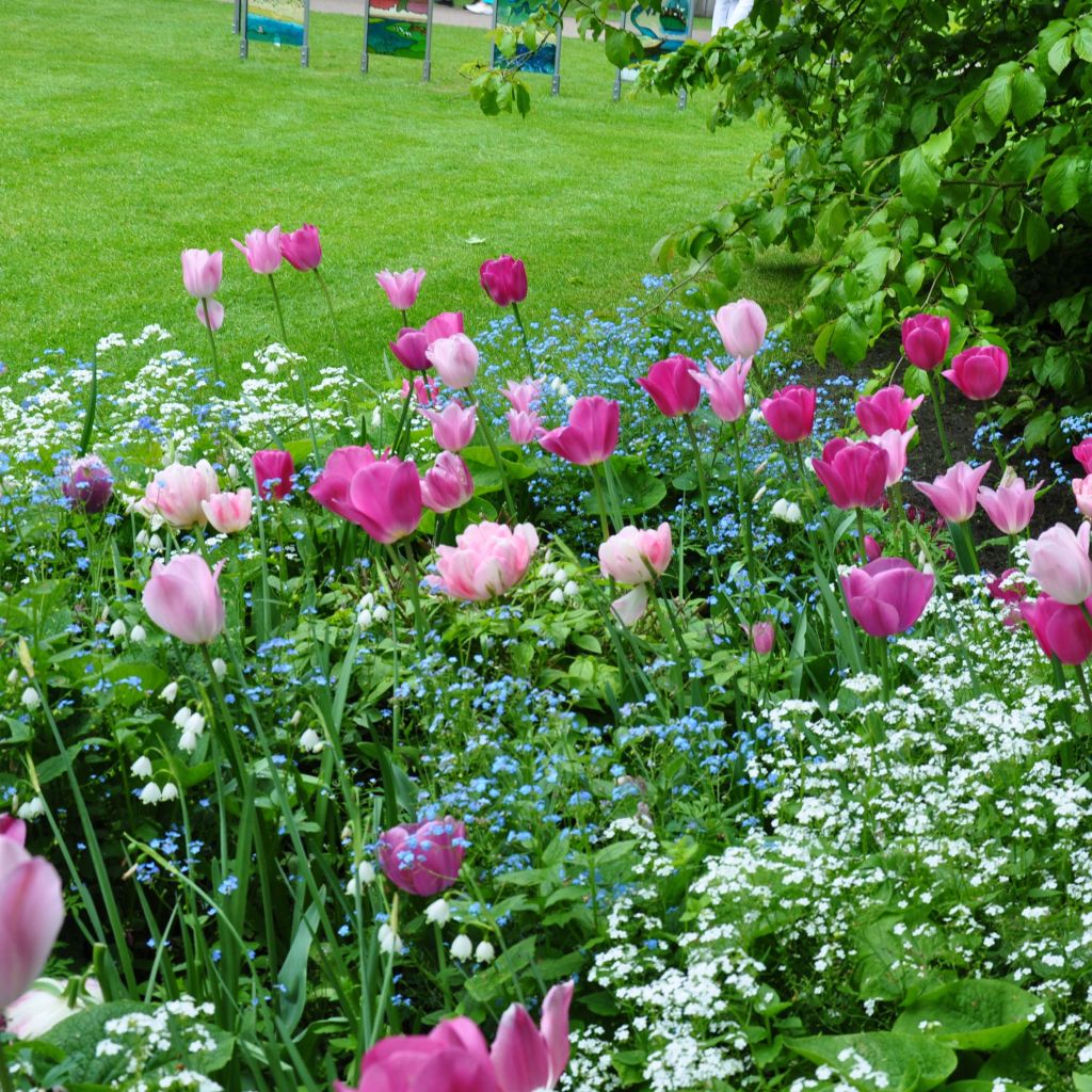 Harmonie De Tulipes Roses