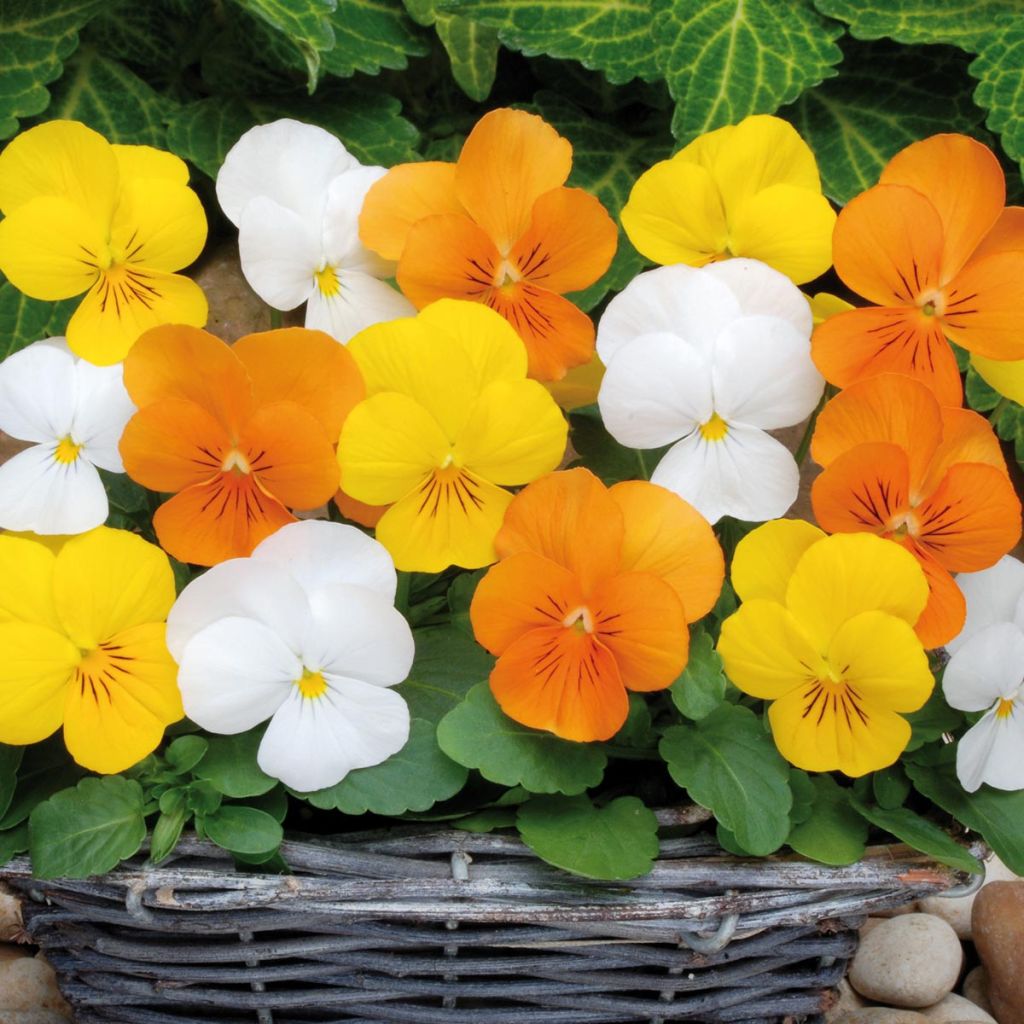 Collection De 5 Violettes Cornues Citrus Mix Mini-mottes