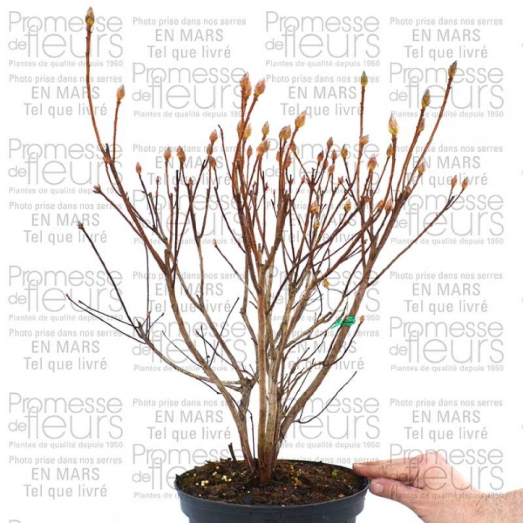 Azalée De Chine Irene Koster - Azalea X Occidentale En Pot De 4L./5L.