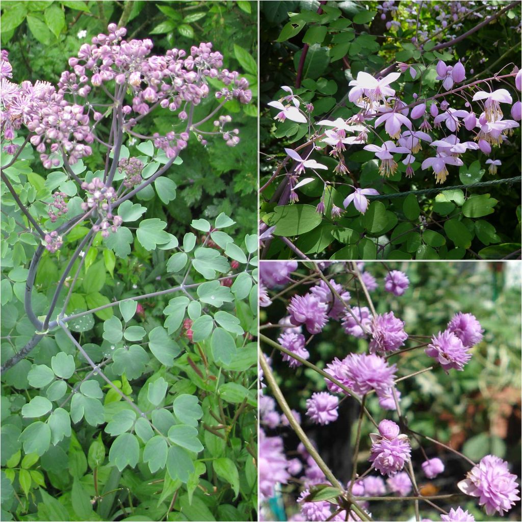 Collection 3 Thalictrums Rose Lilas