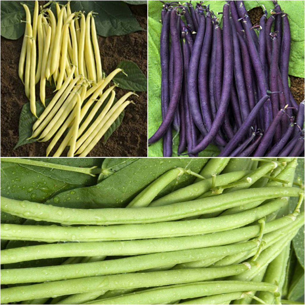 Collection De 3 Haricots Colorés Et Productifs