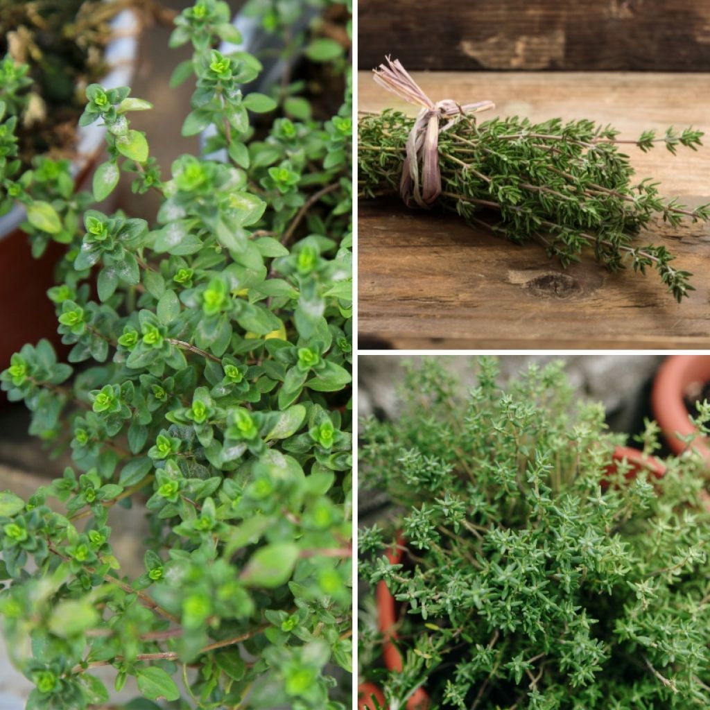 Collection De 3 Thyms En Plants