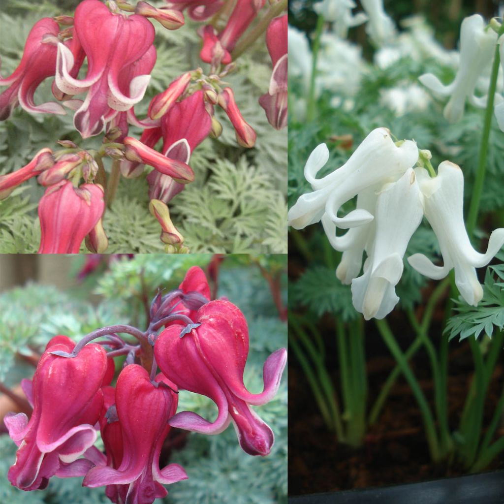Collection 3 Coeurs De Marie