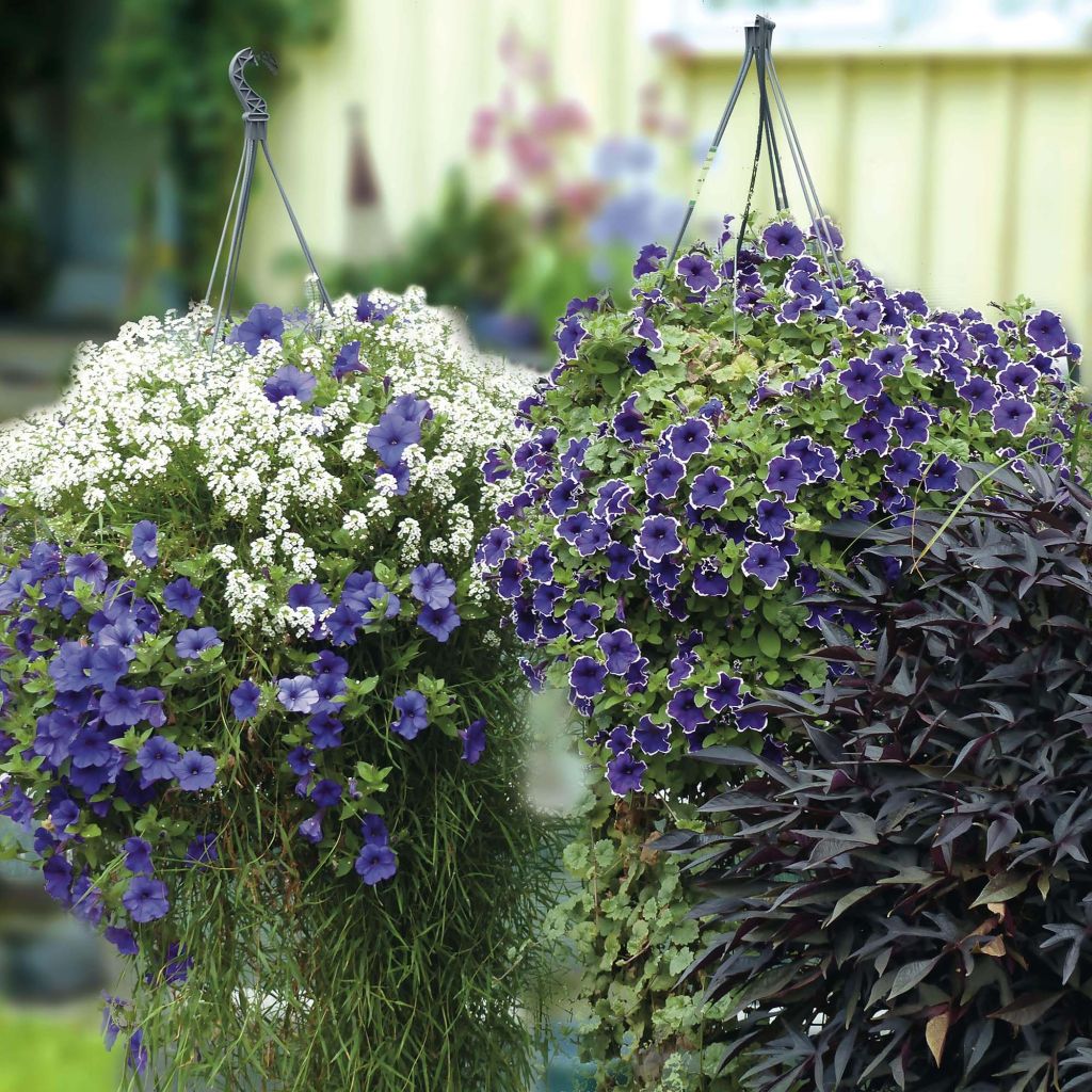 Collection Indigo Cascade - 5 Variétés D'annuelles