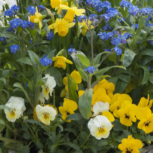 Collection Printemps Bleu Et Jaune