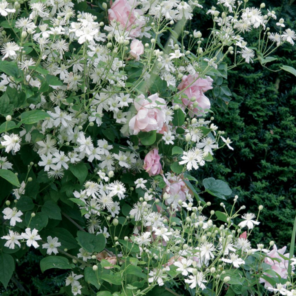 Collection Tonnelle Rose Et Blanc