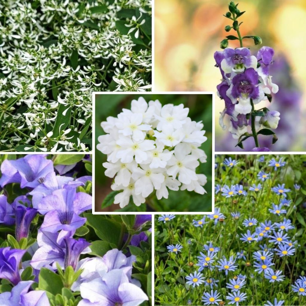 Collection Blue Wave - 5 Variétés D'annuelles