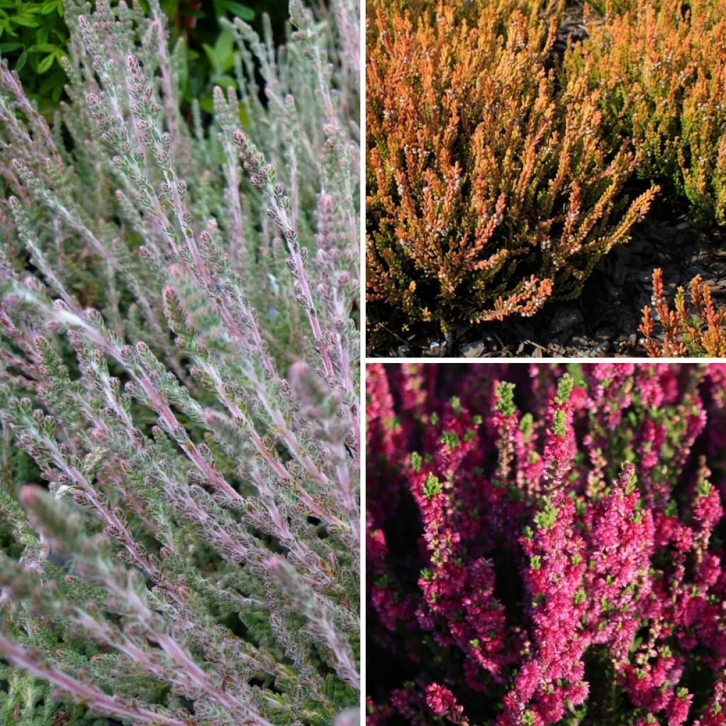Collection Bruyères D'été - Calluna