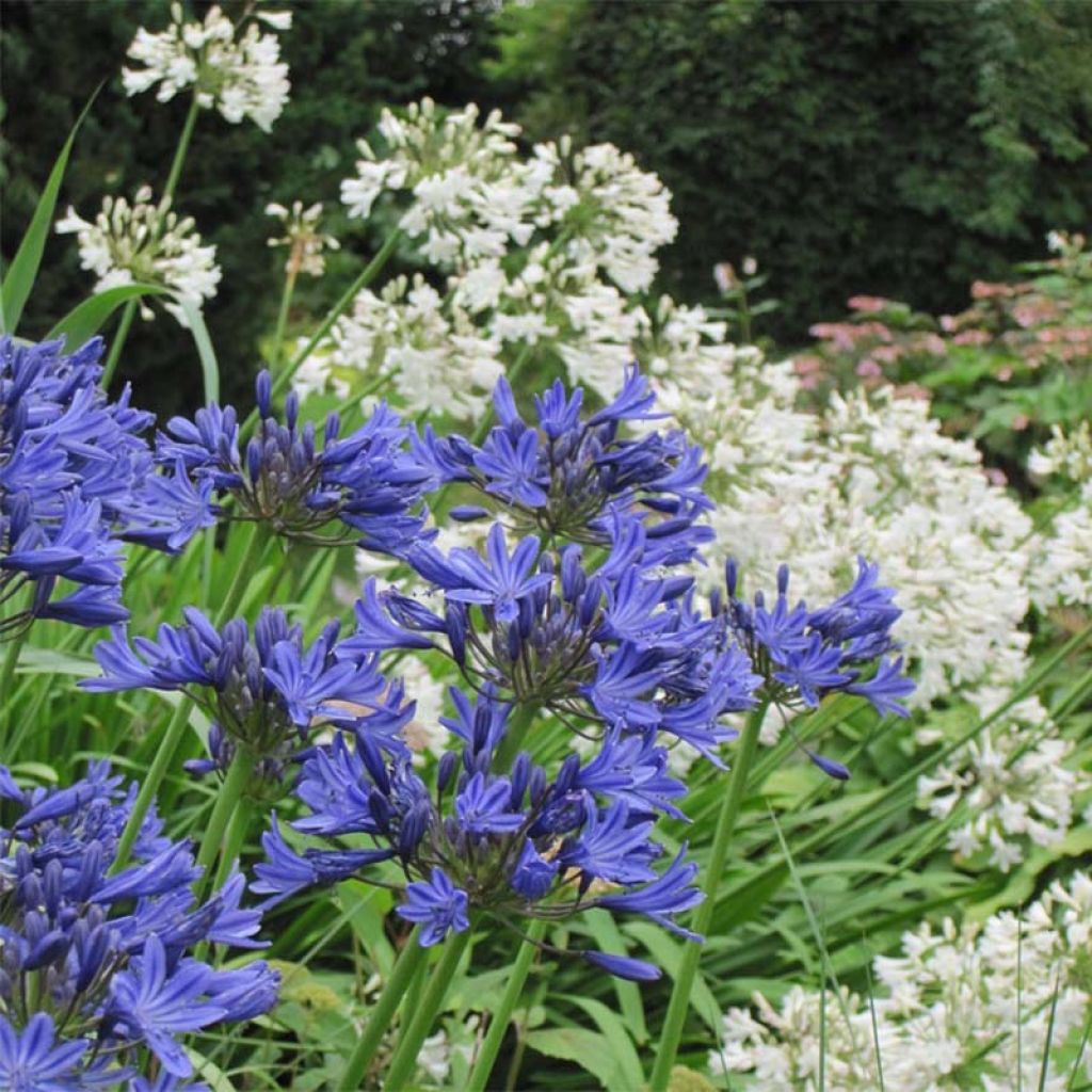 Duo D’Agapanthes Blanc Bleu