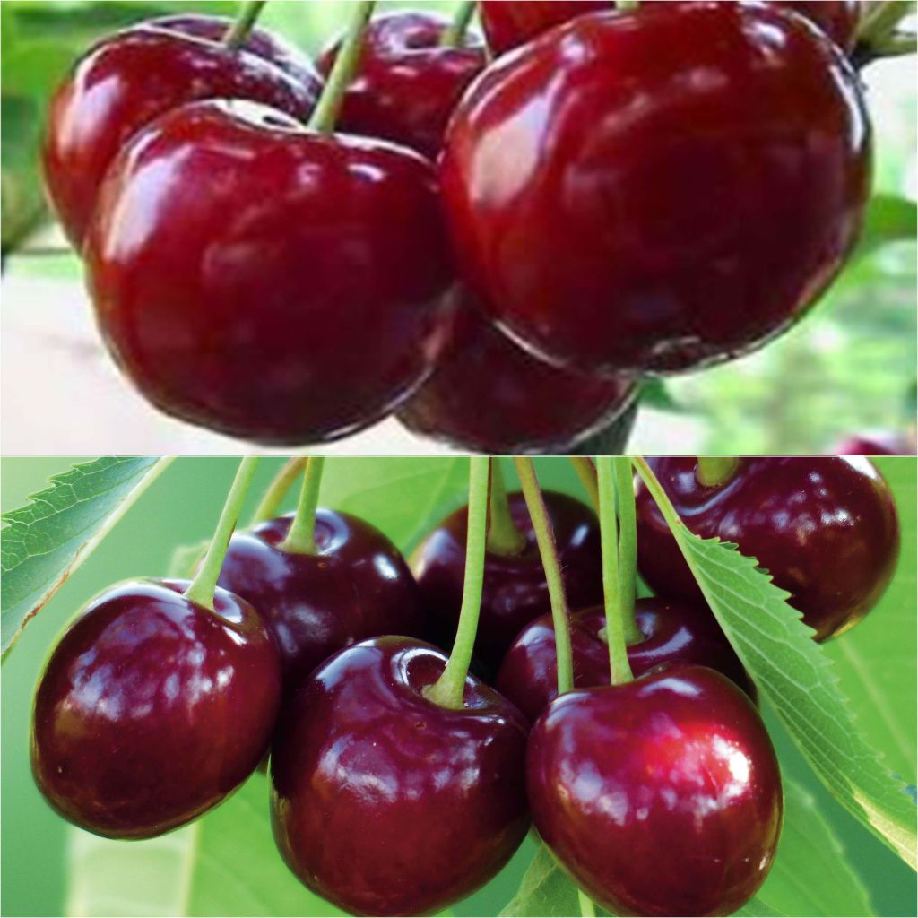Duo Pollinisateur De Cerisiers Pour Une Récolte Généreuse