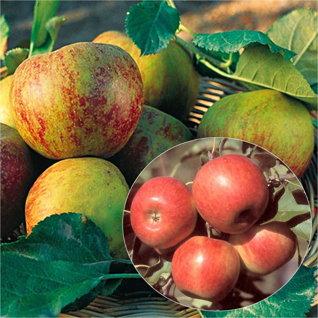 Duo Pollinisateur De Pommiers En Palmette Simple U