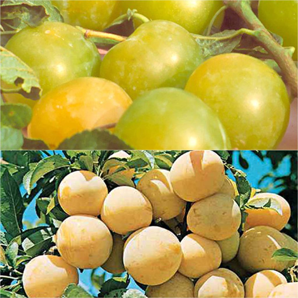 Duo Pollinisateur Reines Claudes Colorées En Gobelet