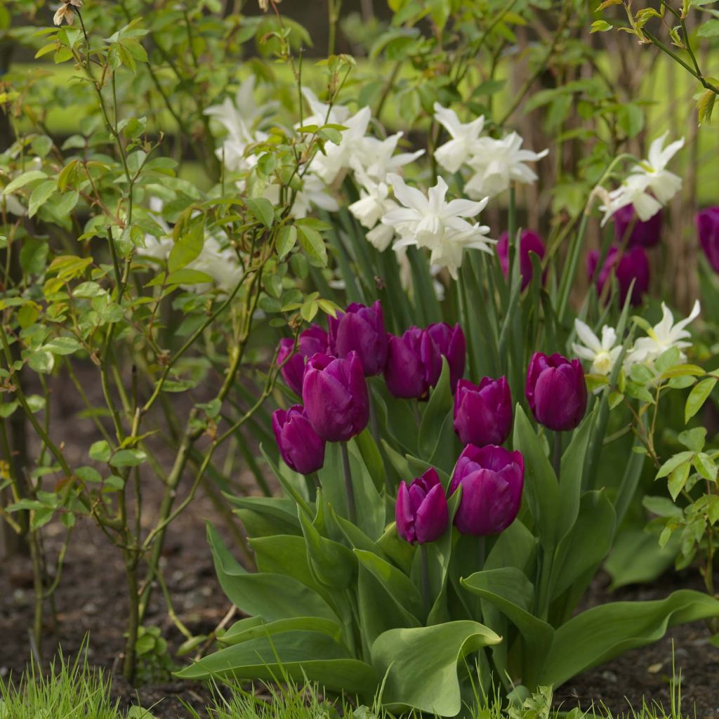 Duo Yin-Yang - Tulipes Et Narcisses