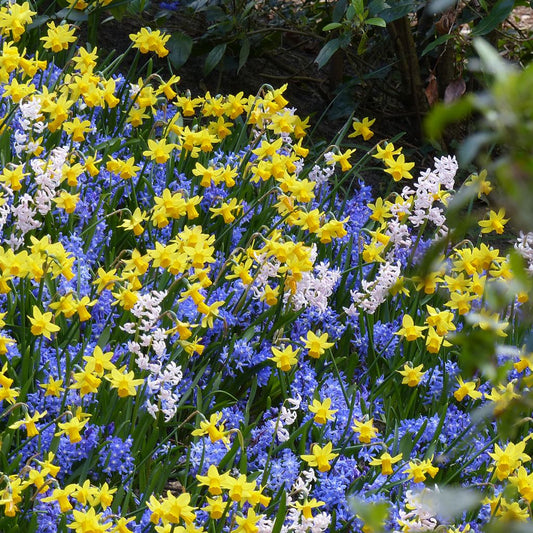 Inspiration Petits Bulbes De Printemps à Floraison Contrastée