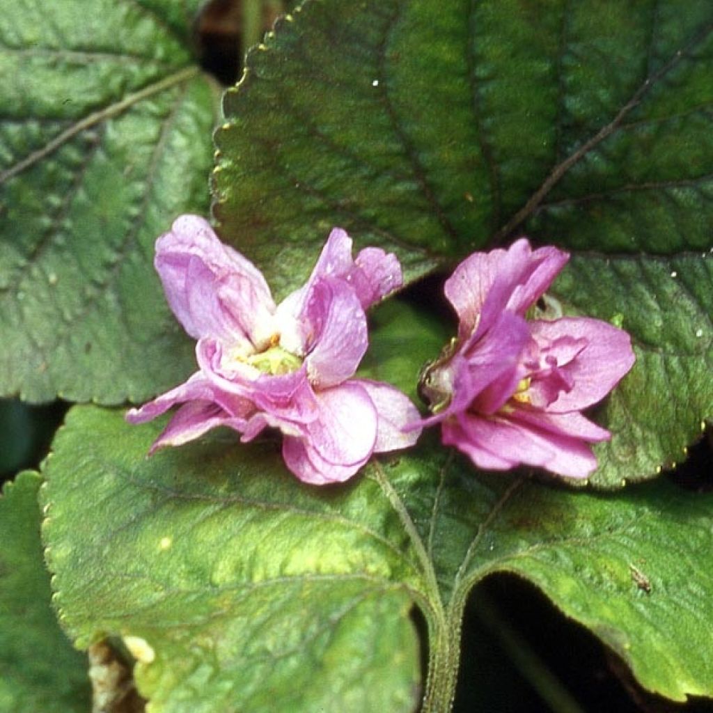 Violette Odorante, Viola Odorata De Bruneau, Pensée En Godet 8/9cm