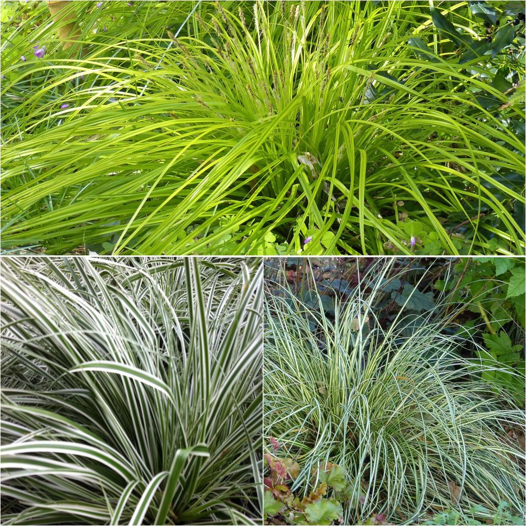  Collection 3 Carex EverColor