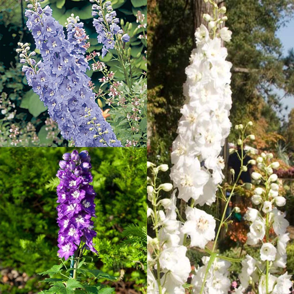  Collection 3 Delphiniums