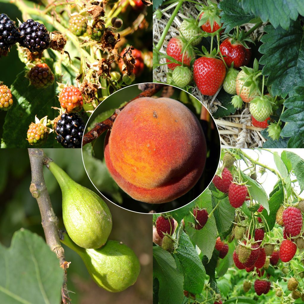  Collection Confitures Plus - 5 Fruitiers Et Petits Fruits