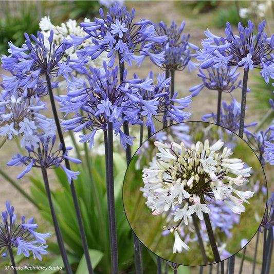  Collection Duo D'agapanthes Graphite