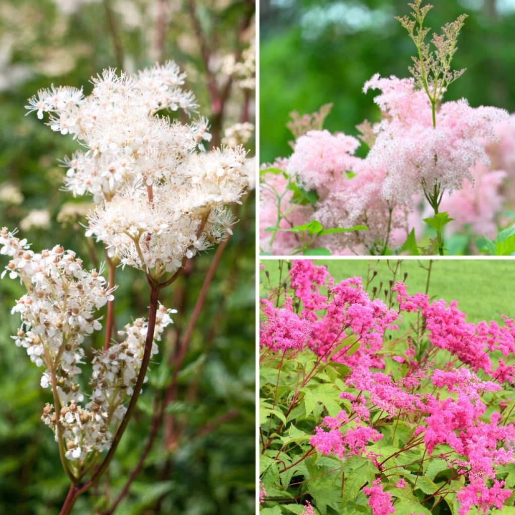  Collection Filipendulas